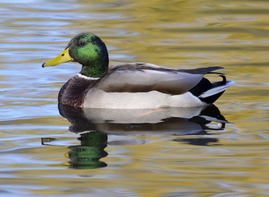 Mallard Duck - Hunting Magazine Mallard Duck - Hunting Magazine