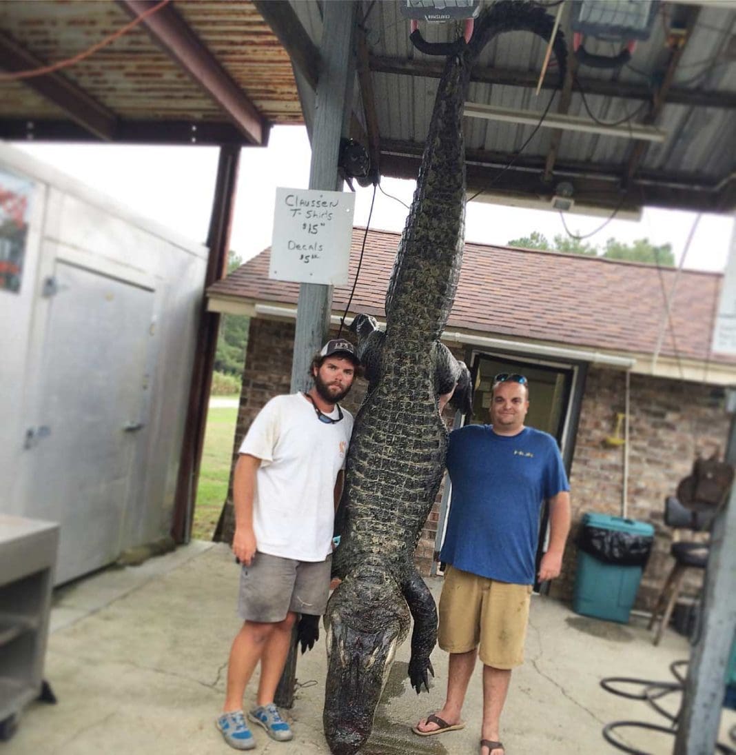 Brad & Hunter with their Massive 603lbs South Carolina Gator