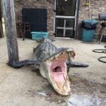 Massive South Carolina Gator – 603 lbs.