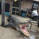 Massive South Carolina Gator – 603 lbs.