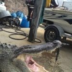 Massive South Carolina Gator – 603 lbs.