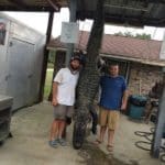 Massive South Carolina Gator – 603 lbs.