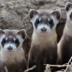 black-footed-ferrets.jpg