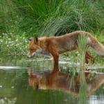 Fox Hunting – HuntingMagazine.net