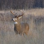 White-tail Buck Deer