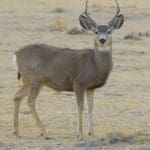 mule_deer.jpg
