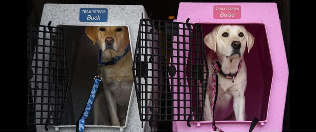 Tips for Transporting your Gun Dog