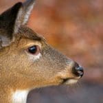 Antlerless Whitetail Deer