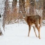 CWD Deer Hunt