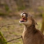 Cougar attacks on rise in OregonCougar attacks on rise in Oregon