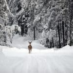 Antlerless Deer Hunting