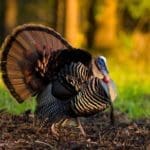 Wild Turkey