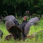 Eastern Wild Turkey