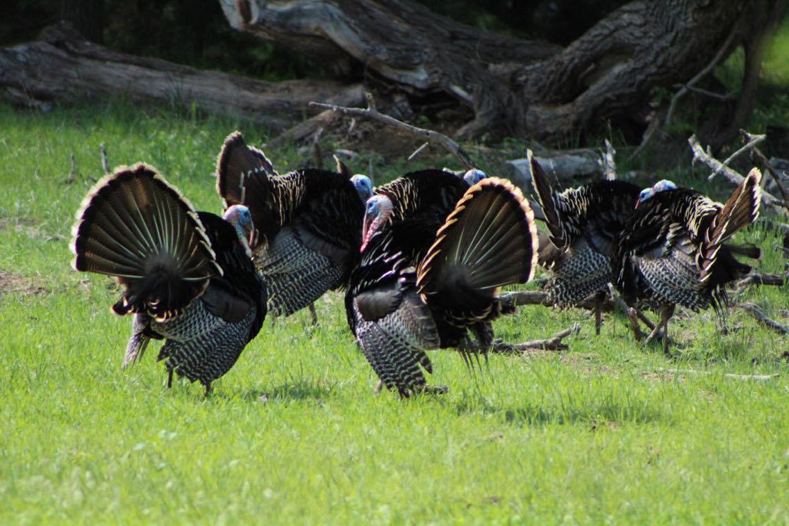 Oklahoma Turkey Hunting Season Photos by Chris Boswell