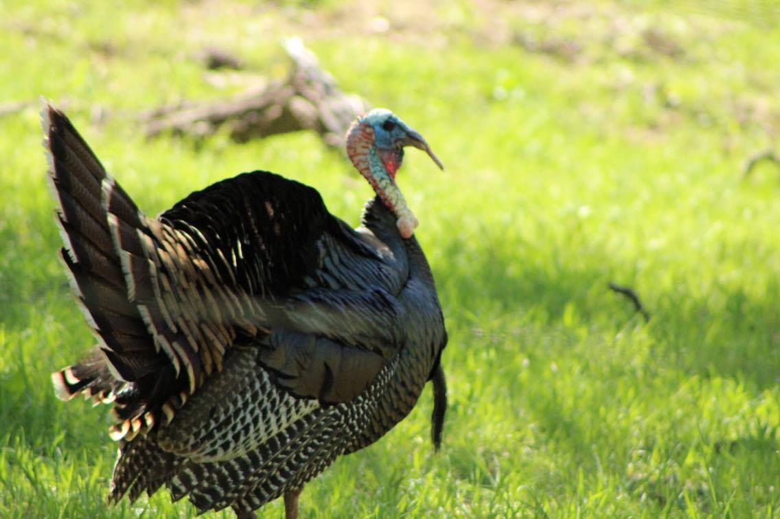 Oklahoma Turkey Hunting Season Photos by Chris Boswell