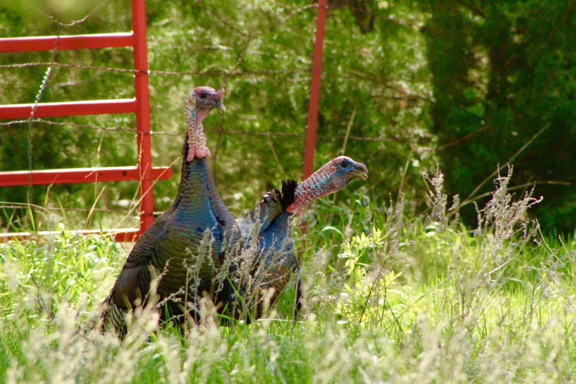 Oklahoma Turkey Hunting Season Photos by Chris Boswell