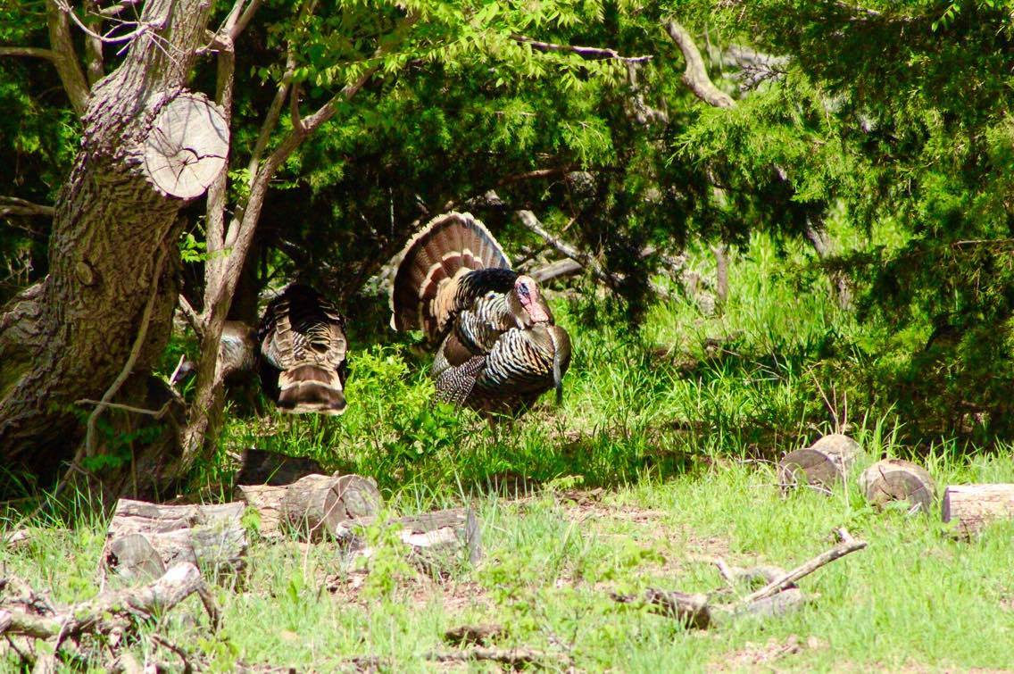 Oklahoma Turkey Hunting Season Photos by Chris Boswell