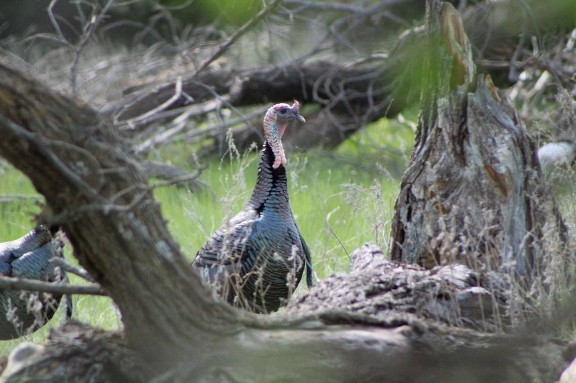 Oklahoma Turkey Hunting Season Photos by Chris Boswell