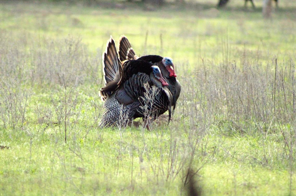 Oklahoma Turkey Hunting Season Photos by Chris Boswell