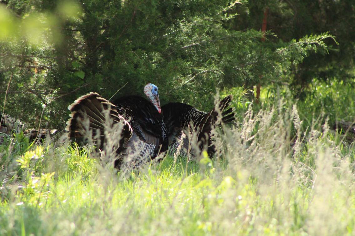 Oklahoma Turkey Hunting Season Photos by Chris Boswell
