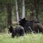 Spring Black Bear Sow and Cub
