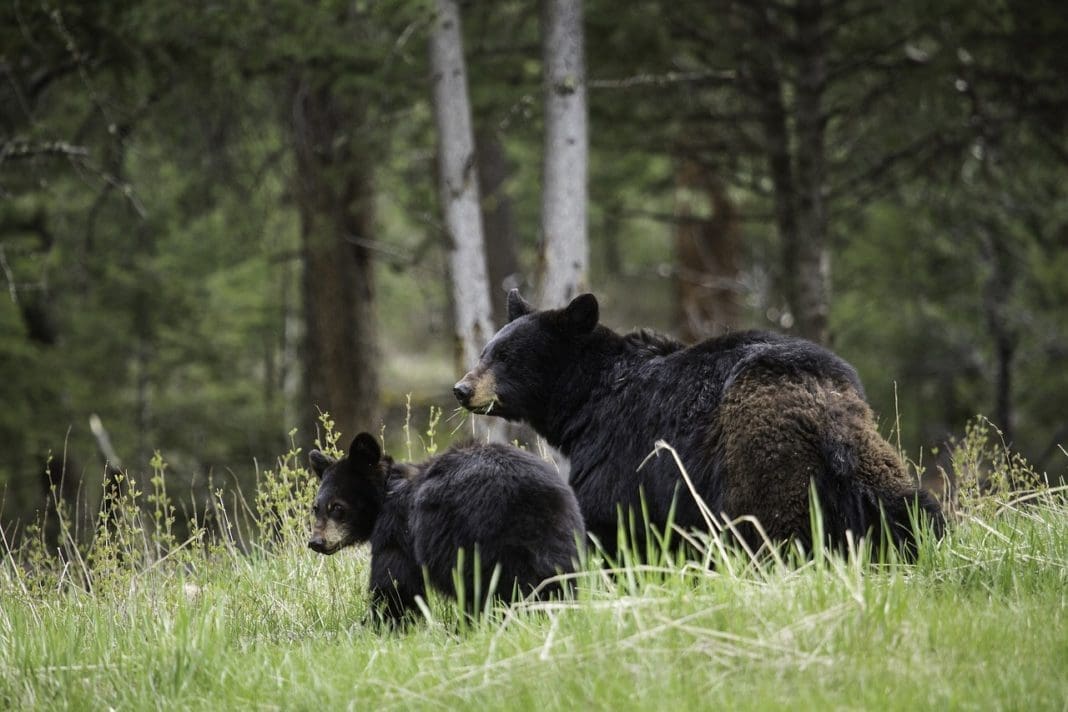 Spring Black Bear Sow and Cub Spring Black Bear Sow and Cub