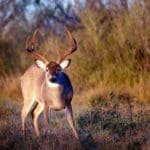 Even with a summer’s worth of archery practice; controlling your nerves will be hard when a Trophy Whitetail Buck is staring you down.