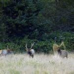 Oregon Drone Elk Surveys