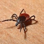 deer tick
