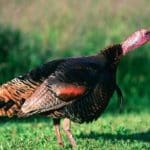 Spring Wild Turkey Hunting | Hunting Magazine