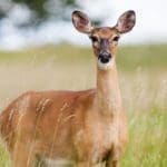 roe-deer-1367182