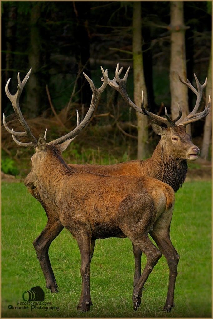 Deer Dance by Hunter Photographer Adam Simandel