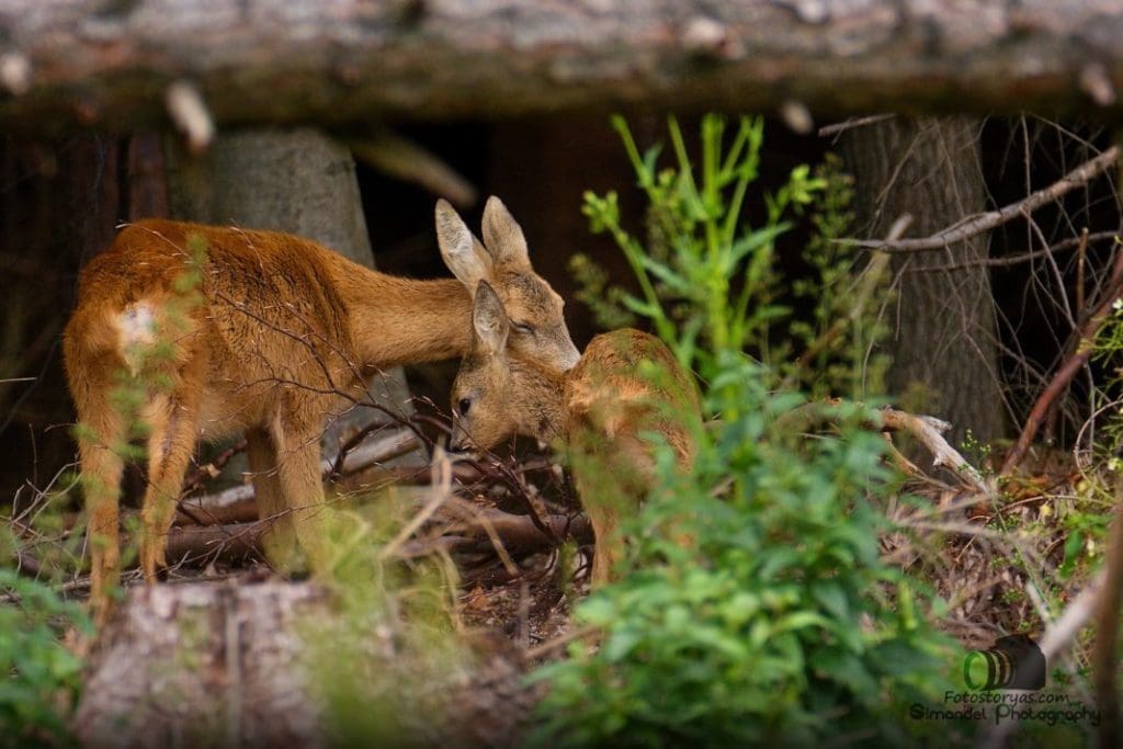 Mother Deer with Fawn