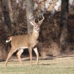 Crossbows are great for hunting deer