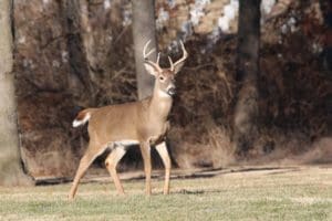 Crossbows are great for hunting deer