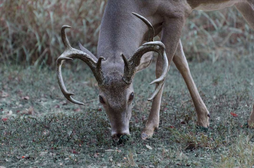 Top 7 Trail Cameras That Will Change The Way You Hunt | Hunting Magazine