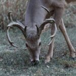 Top 7 Trail Cameras That Will Change The Way You Hunt | Hunting Magazine