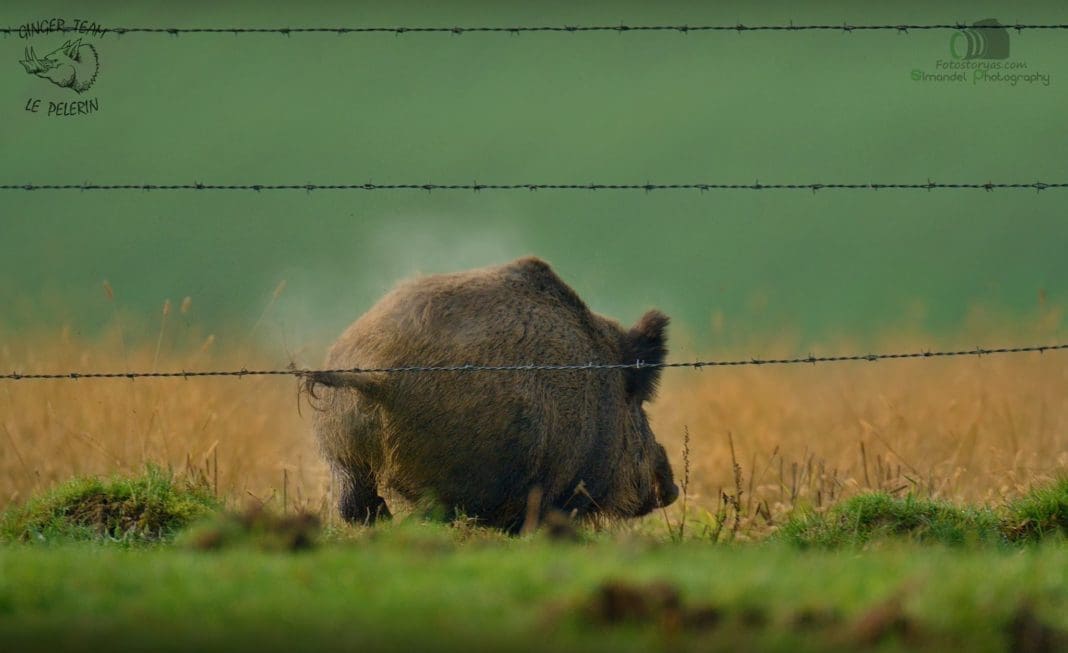 Photo Essay: The Wild Pig Hunt