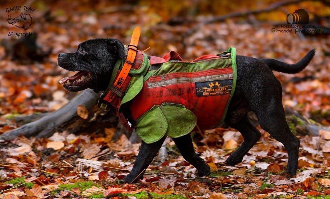 Photo Essay: The Wild Pig Hunt