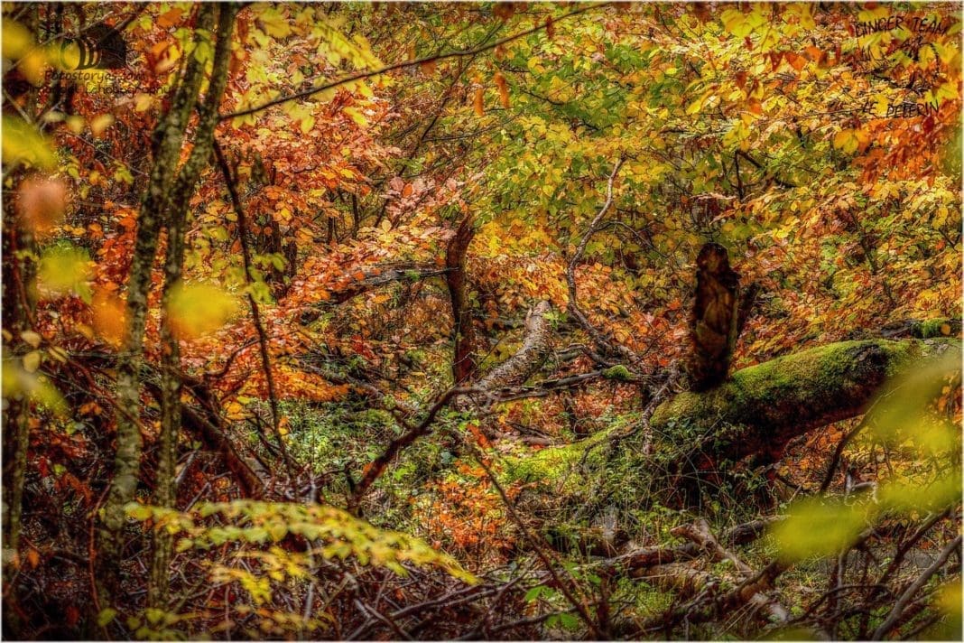 Photo Essay: The Wild Pig Hunt