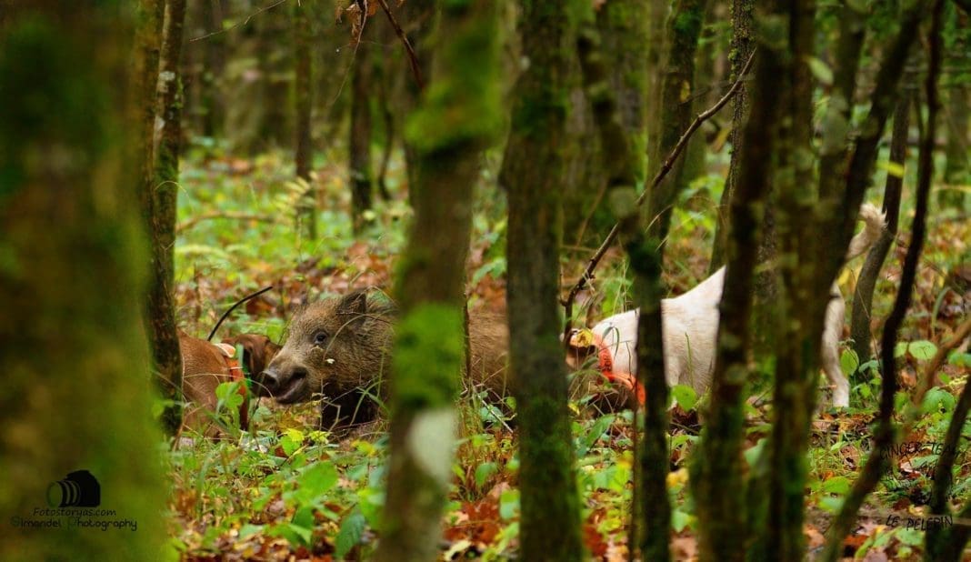 Photo Essay: The Wild Pig Hunt