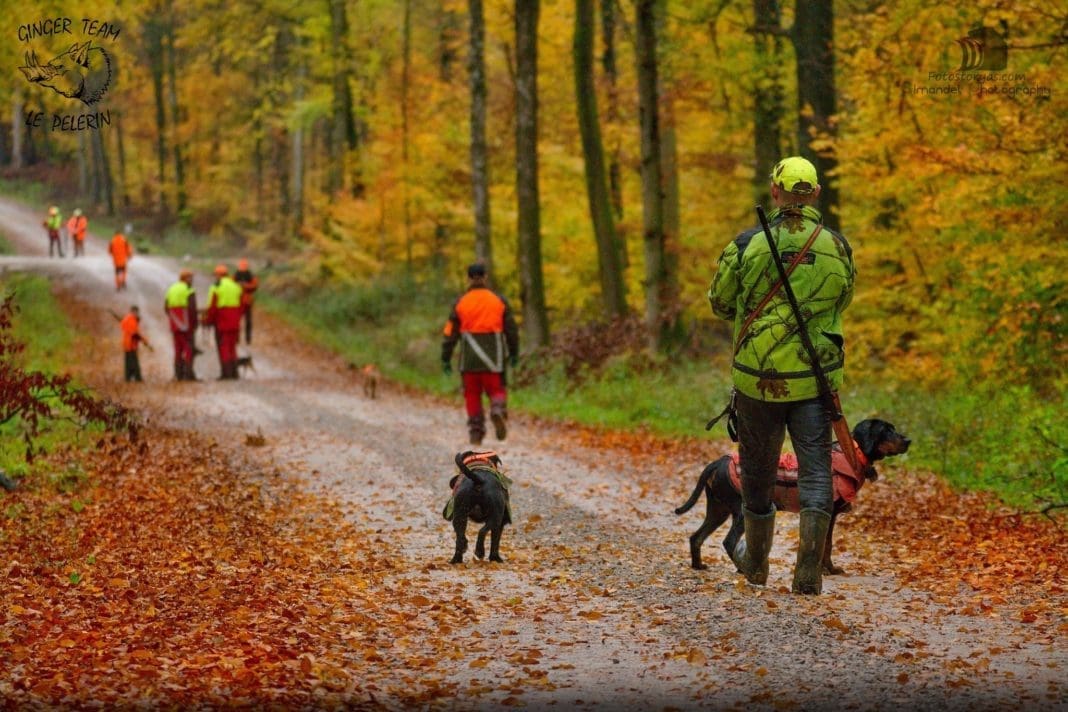 Photo Essay: The Wild Pig Hunt