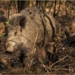 Hunting Wild Boar in Lomensko