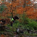 Hunting Wild Boar in Lomensko