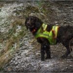 Hunting Wild Boar in Lomensko