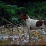 Hunting Wild Boar in Lomensko