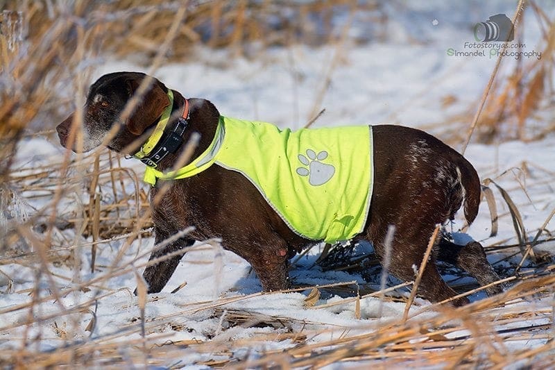 Hunting in The Snow in The Heart of Europe (Slovakia –Veľký Grob)