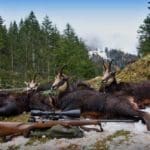 Hunting Chamois On The Roof Of The Mountains