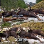 Hunting Chamois On The Roof Of The Mountains