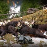 Hunting Chamois On The Roof Of The Mountains